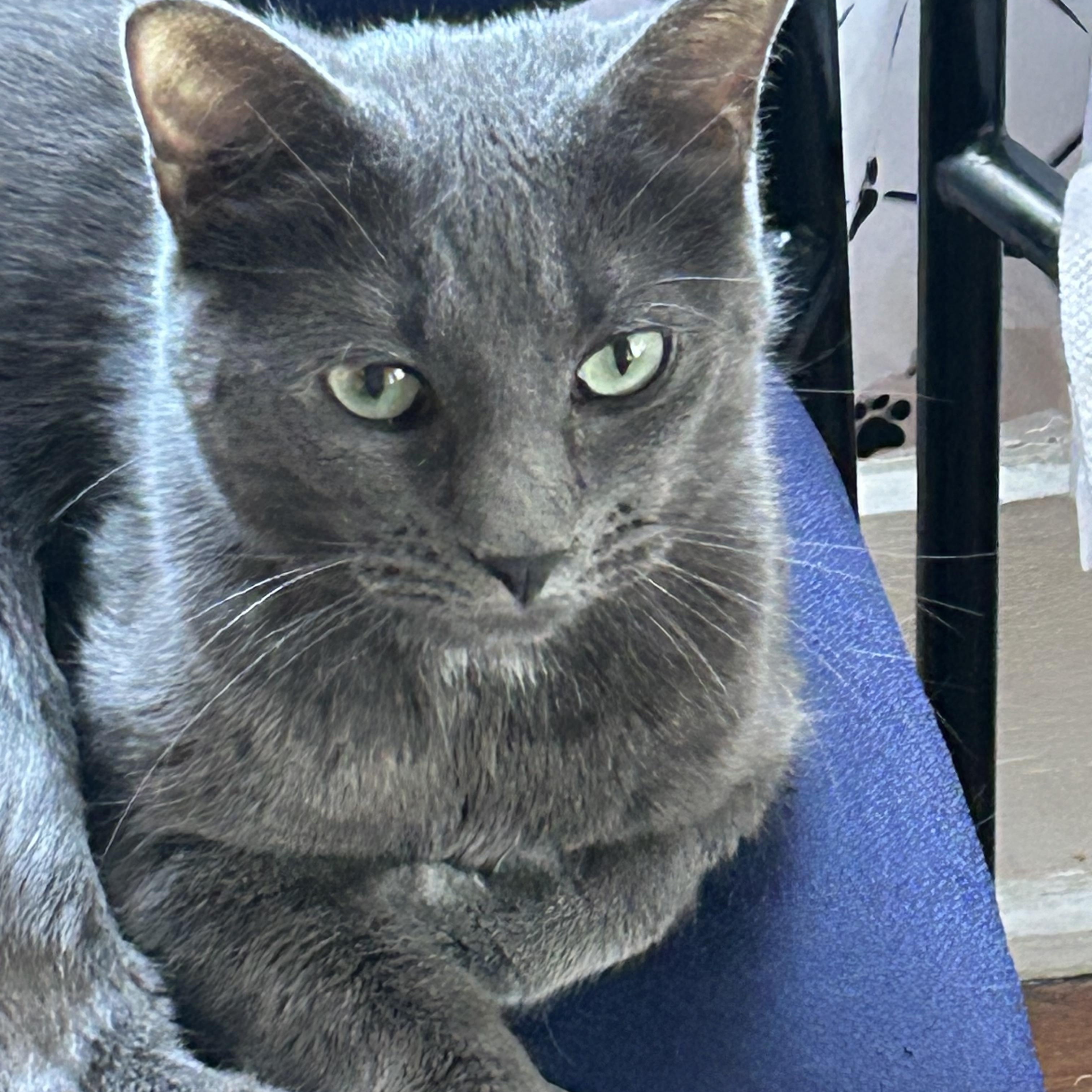 Avalon, an adopted Domestic Short Hair in Statesboro, GA image 2/2