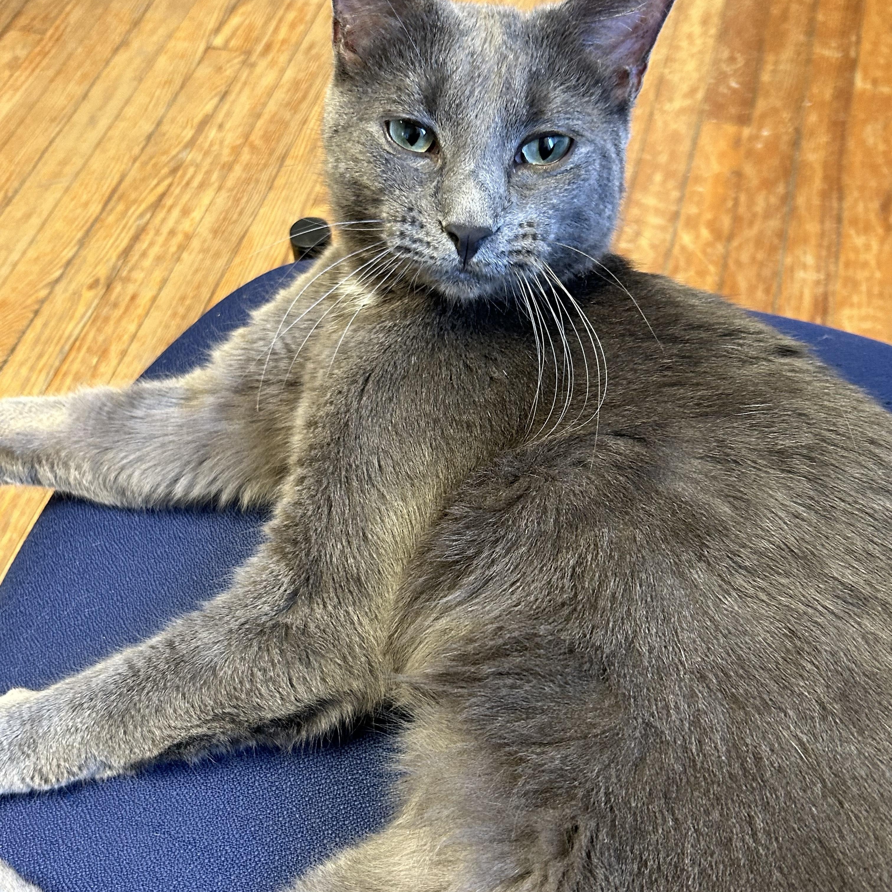 Avalon, adopted, Adult Male Domestic Short Hair.