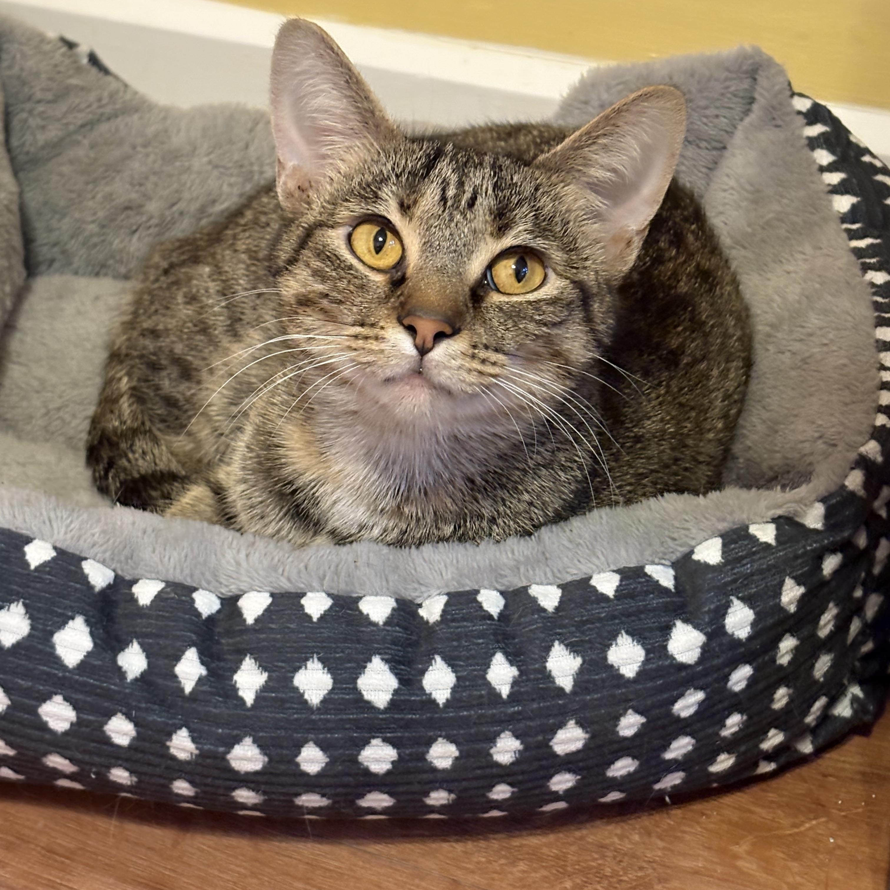 Enlarge Marigold, an adoptable Domestic Short Hair in Louisville, KY image 1/1
