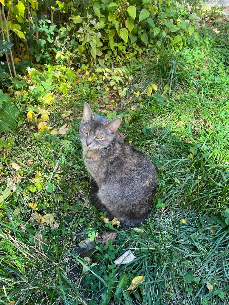 Twiggy (meet me in foster care!), Adoptable, Young Female Domestic Short Hair.