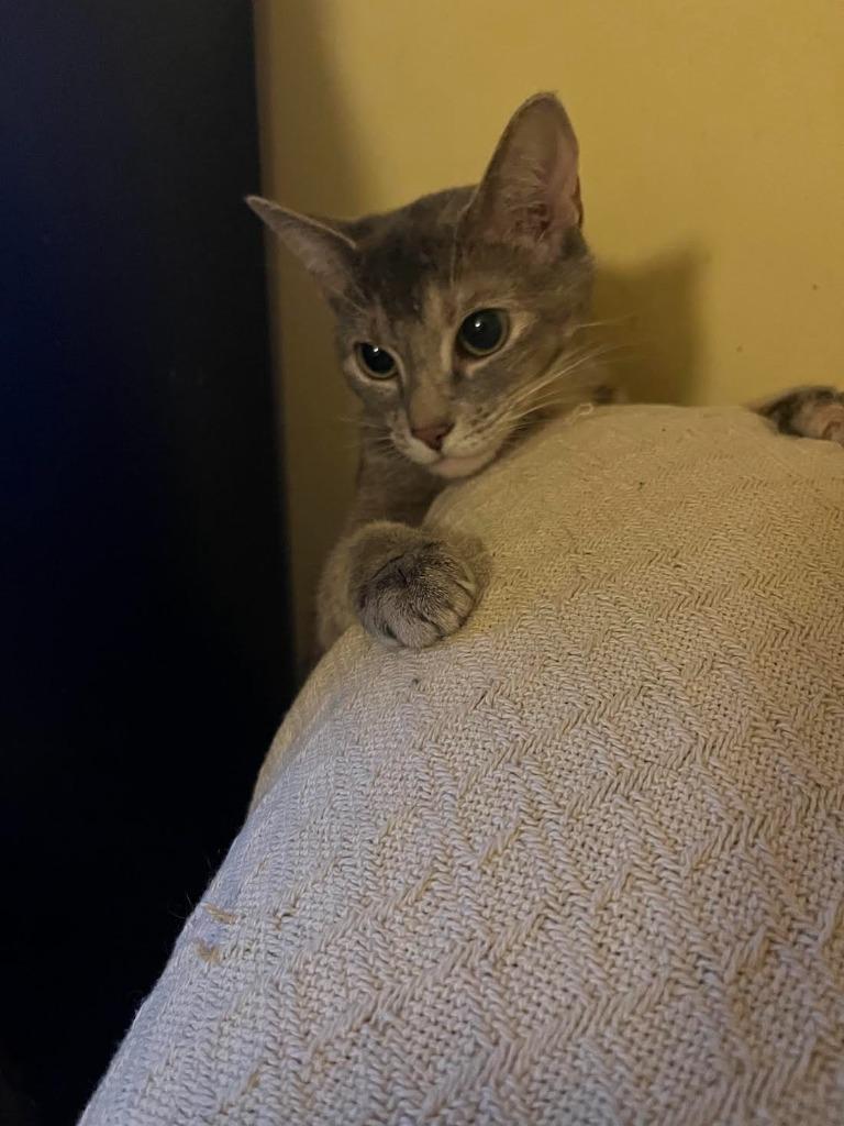 Enlarge Twiggy (meet me in foster care!), a Adoptable mixed breed in Brooklyn, NY image 2/6