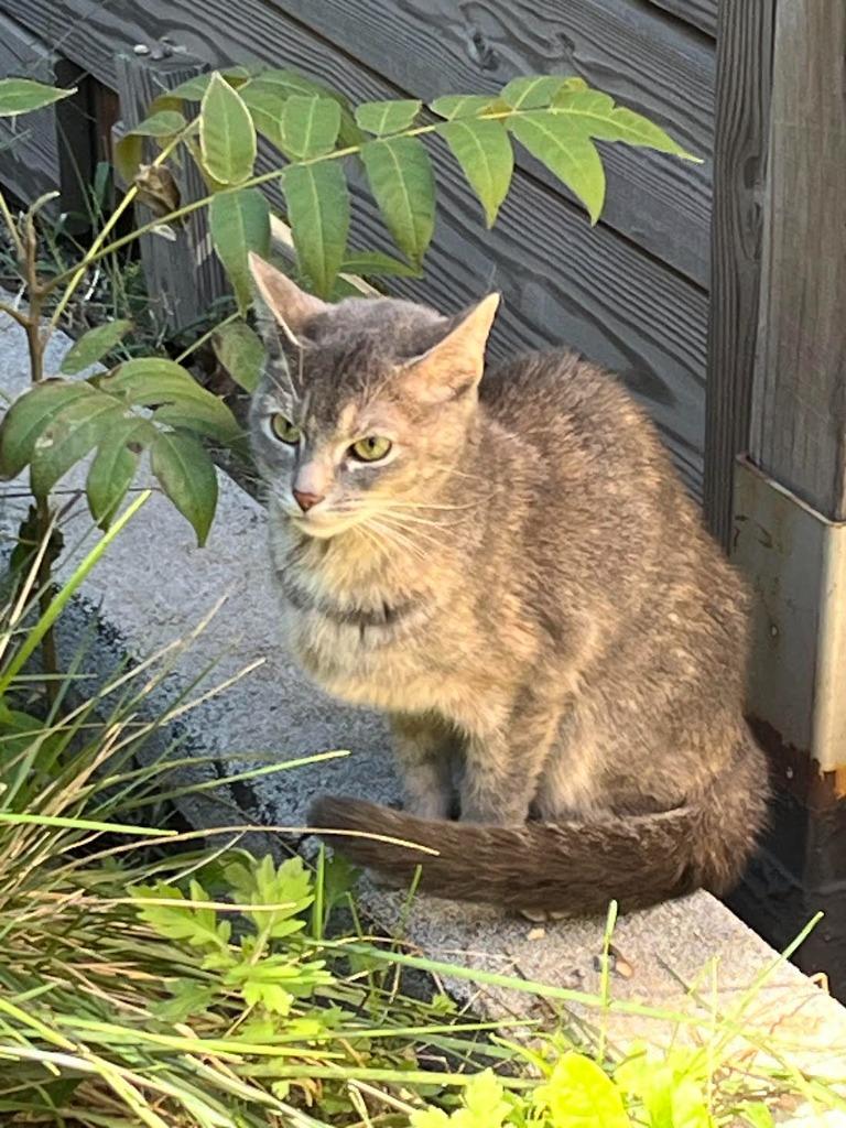 Enlarge Twiggy (meet me in foster care!), a Adoptable mixed breed in Brooklyn, NY image 3/6