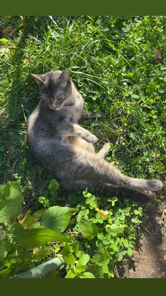 Enlarge Twiggy (meet me in foster care!), a Adoptable mixed breed in Brooklyn, NY image 4/6