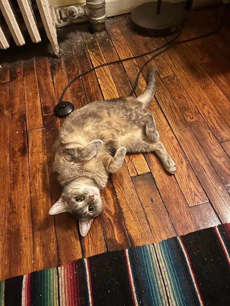 Enlarge Twiggy (meet me in foster care!), a Adoptable mixed breed in Brooklyn, NY image 5/6