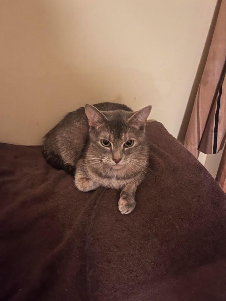 Enlarge Twiggy (meet me in foster care!), a Adoptable mixed breed in Brooklyn, NY image 6/6