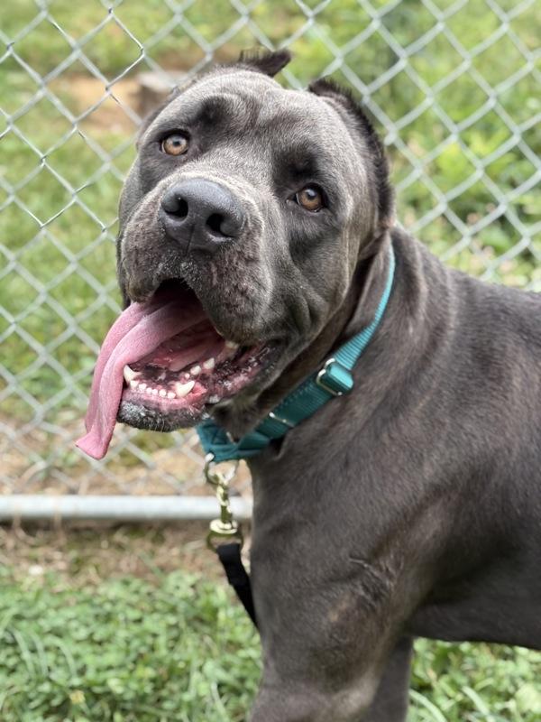 Hawk Moth, Adopted, Young Male Cane Corso.