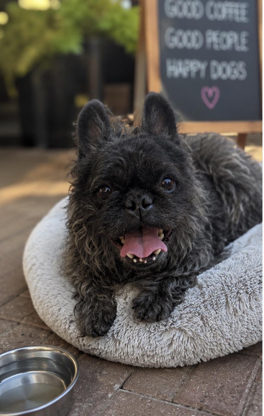 Rocky, ADOPTABLE, Adult Male French Bulldog.