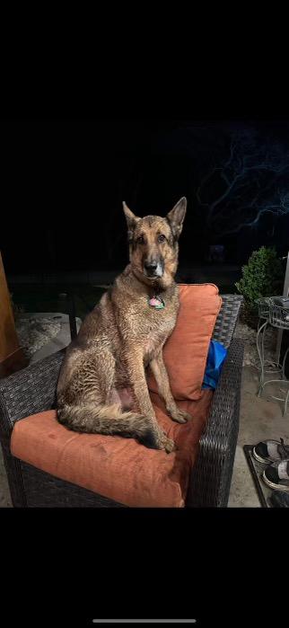 Fin (URGENT Courtesy Posting), a Adopted German Shepherd Dog in Hamilton, OH image 2/3