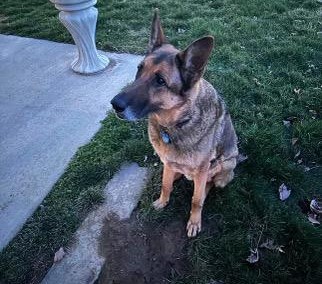 Fin (URGENT Courtesy Posting), a Adopted German Shepherd Dog in Hamilton, OH image 3/3