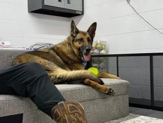 Fin (URGENT Courtesy Posting), Adopted, Adult Male German Shepherd Dog.