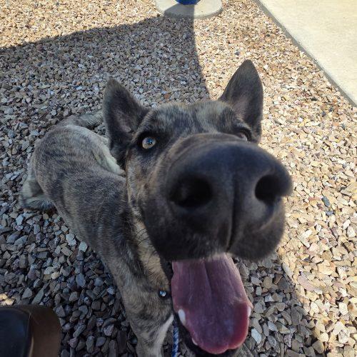 Juke, a Adoptable mixed breed in Grand Junction, CO image 1/4