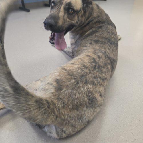 Juke, a Adoptable mixed breed in Grand Junction, CO image 2/4