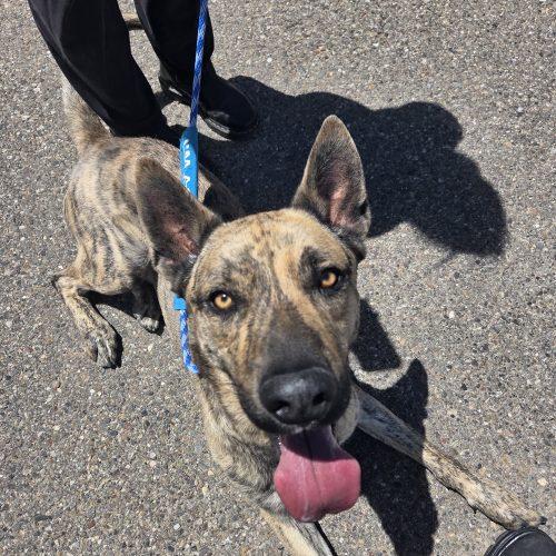 Juke, a Adoptable mixed breed in Grand Junction, CO image 3/4