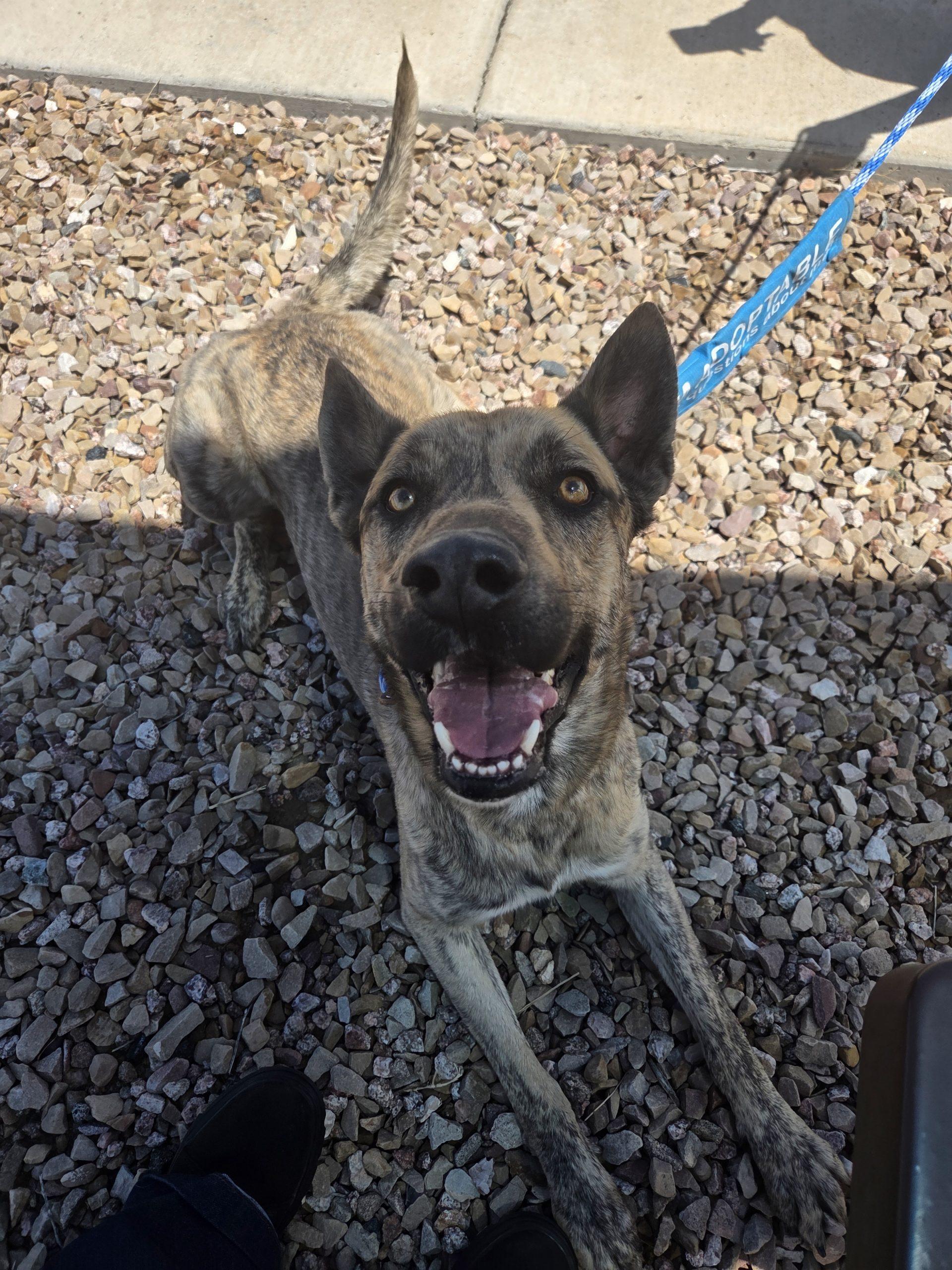 Juke, a Adoptable mixed breed in Grand Junction, CO image 4/4