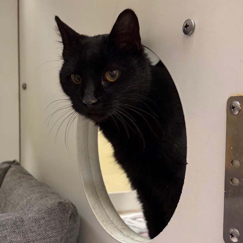 Saraka, Adoptable, Senior Female Domestic Short Hair.