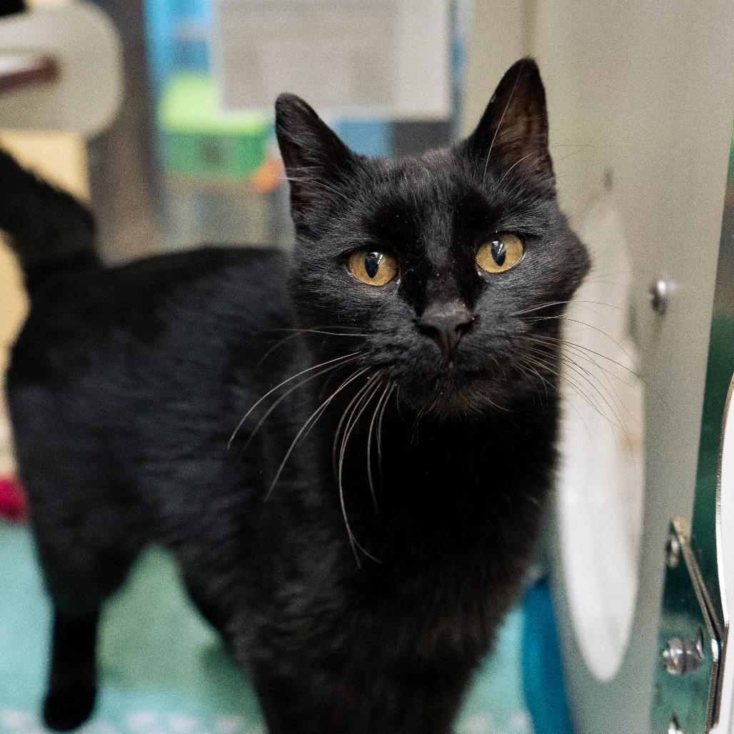 Enlarge Saraka, a Adoptable Domestic Short Hair in Cheyenne, WY image 2/5