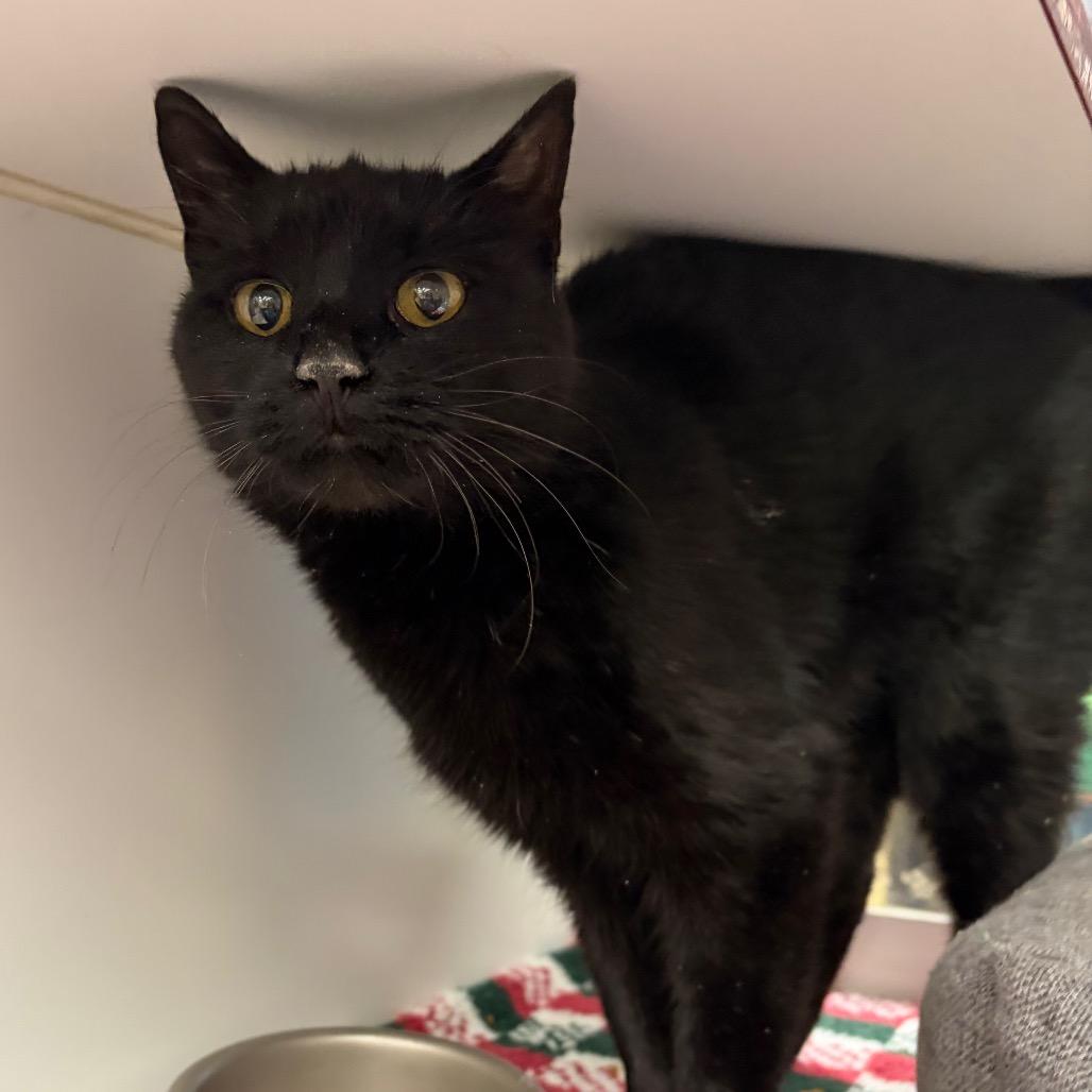 Enlarge Saraka, a Adoptable Domestic Short Hair in Cheyenne, WY image 3/5