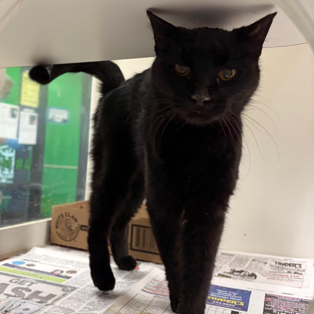 Enlarge Saraka, a Adoptable Domestic Short Hair in Cheyenne, WY image 4/5