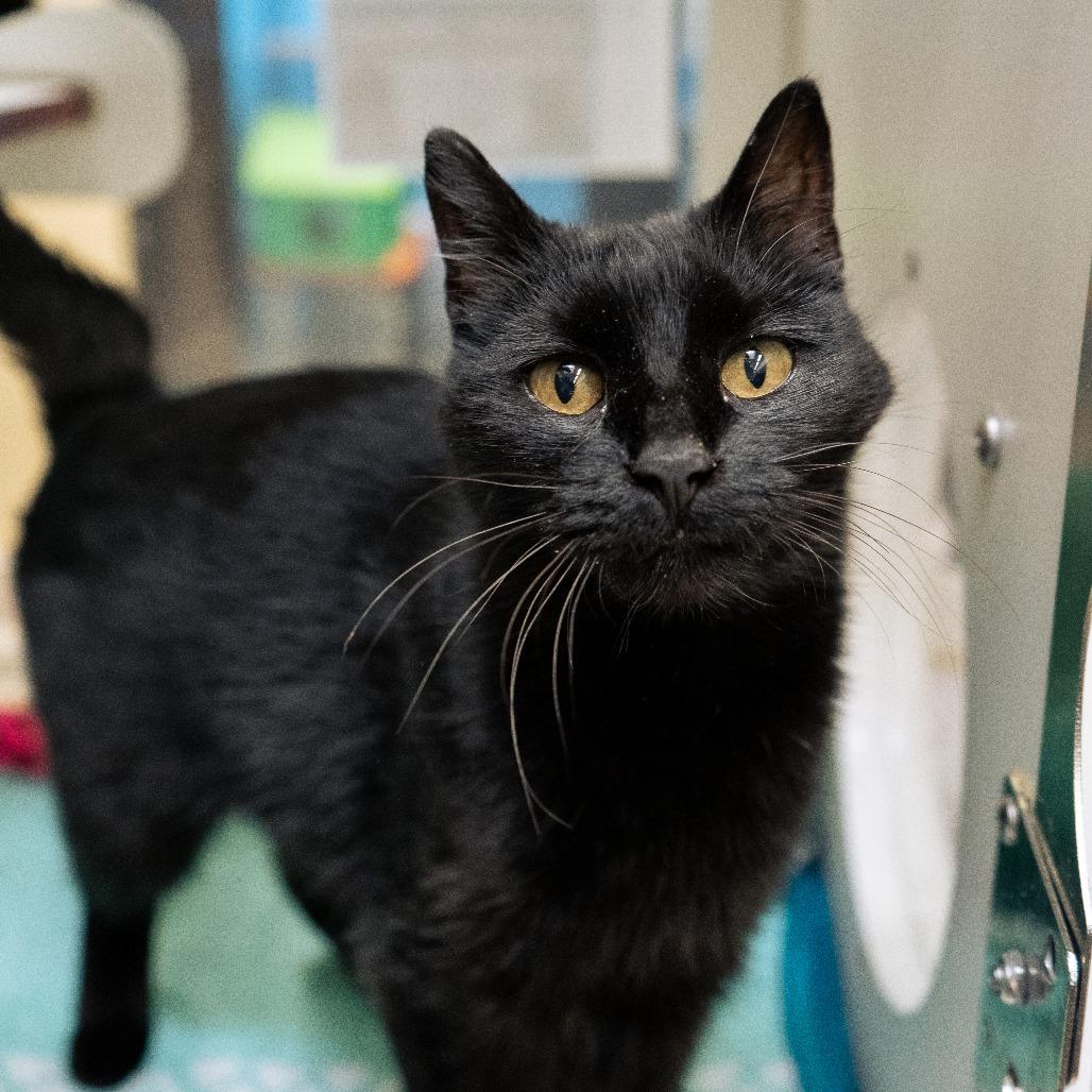 Enlarge Saraka, a Adoptable Domestic Short Hair in Cheyenne, WY image 5/5