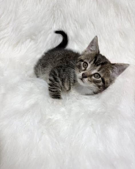 Enlarge Freddie Mercury, an adopted Domestic Short Hair in Reading, PA image 1/2