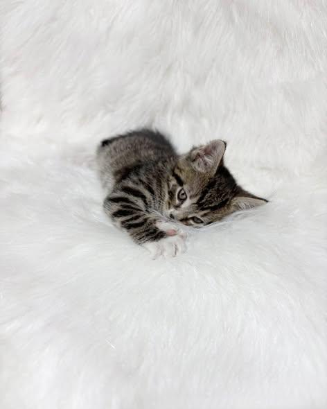 Enlarge Freddie Mercury, an adopted Domestic Short Hair in Reading, PA image 2/2