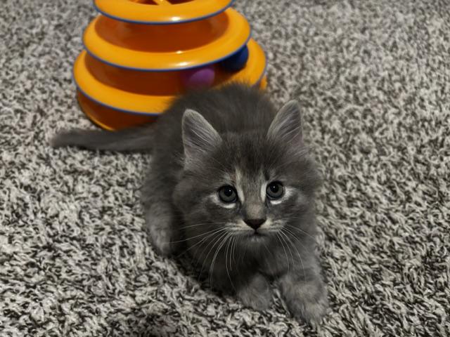 Enlarge Marta, a Adoptable Domestic Medium Hair in Lafayette, LA image 2/6