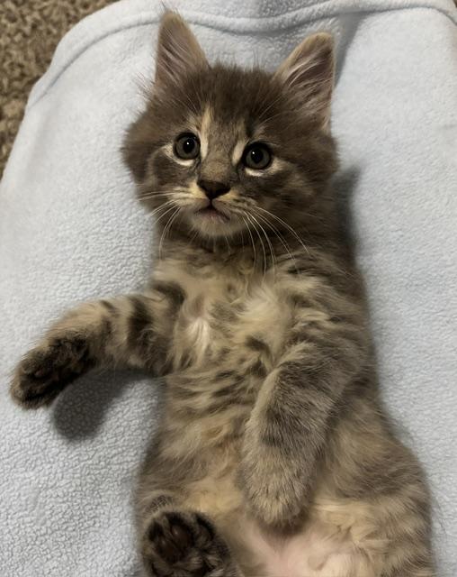 Enlarge Marta, a Adoptable Domestic Medium Hair in Lafayette, LA image 5/6
