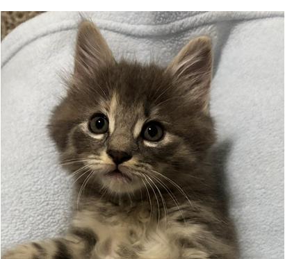 Enlarge Marta, a Adoptable Domestic Medium Hair in Lafayette, LA image 1/6