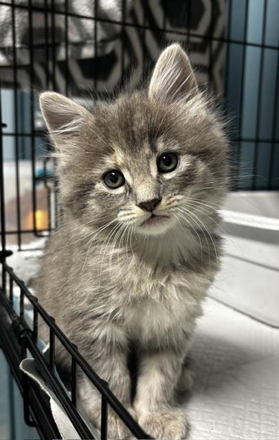 Enlarge Marta, a Adoptable Domestic Medium Hair in Lafayette, LA image 3/6