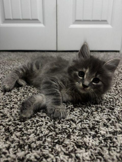 Enlarge Marta, a Adoptable Domestic Medium Hair in Lafayette, LA image 4/6