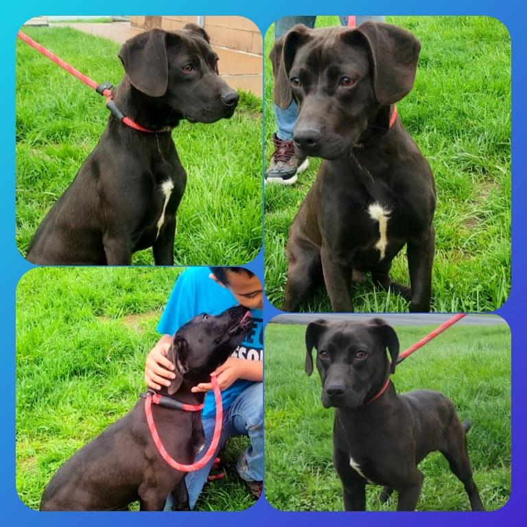 BUDDY, ADOPTABLE, Adult Male Hound & Pit Bull Terrier.
