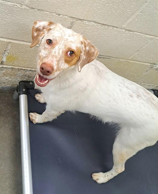 SHELBY, Adoptable, Young Female English Setter.