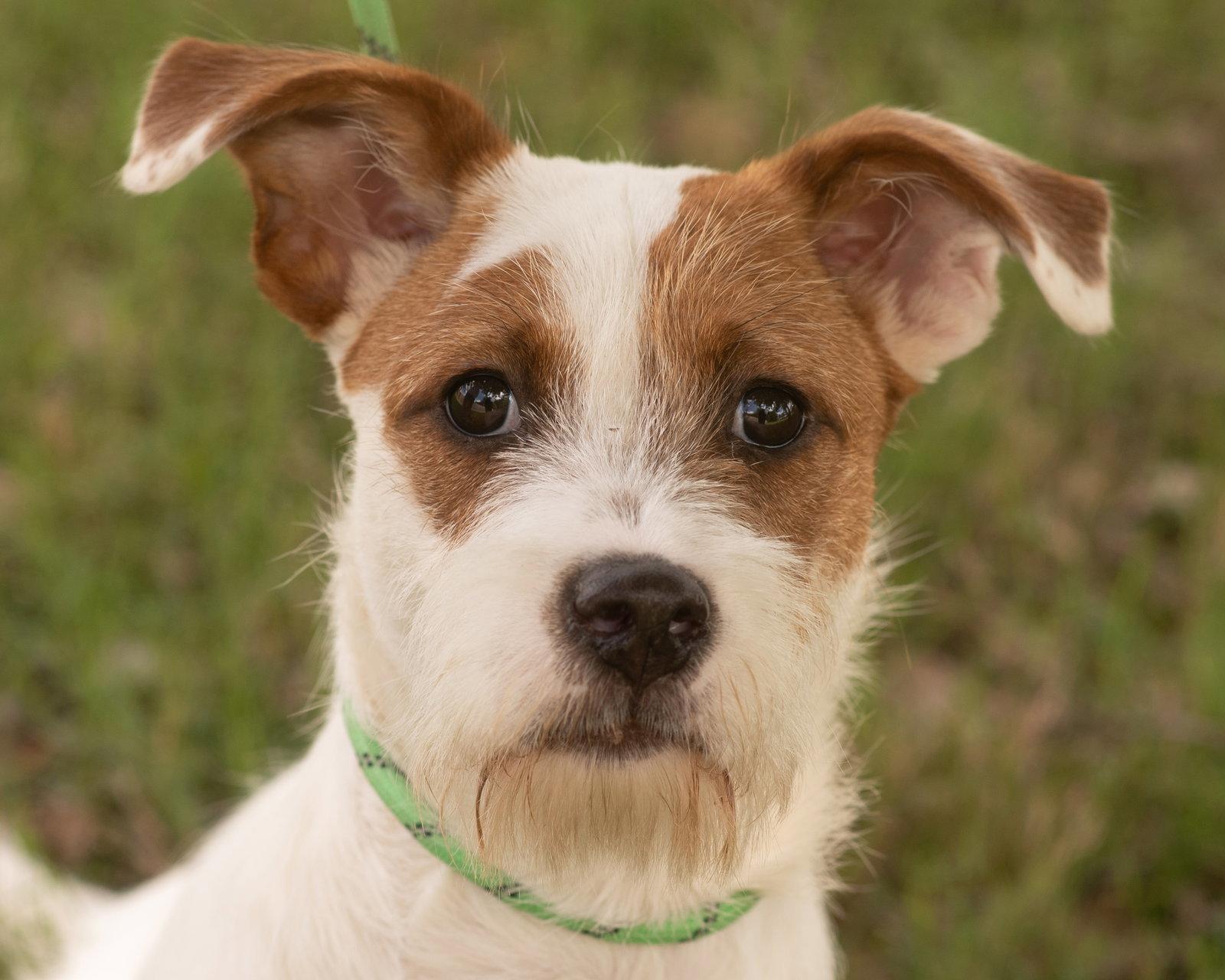 Tater, a Adopted mixed breed in Allentown, PA image 1/3