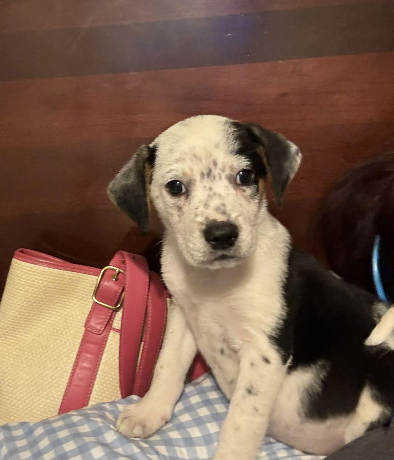 Enlarge Sawyer, a Adoptable Catahoula Leopard Dog in Sanford, FL image 1/1