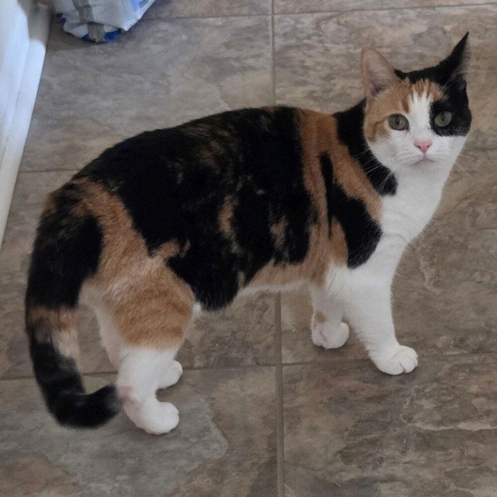 Enlarge Fancy, a Adoptable Domestic Short Hair in Candler, NC image 1/3