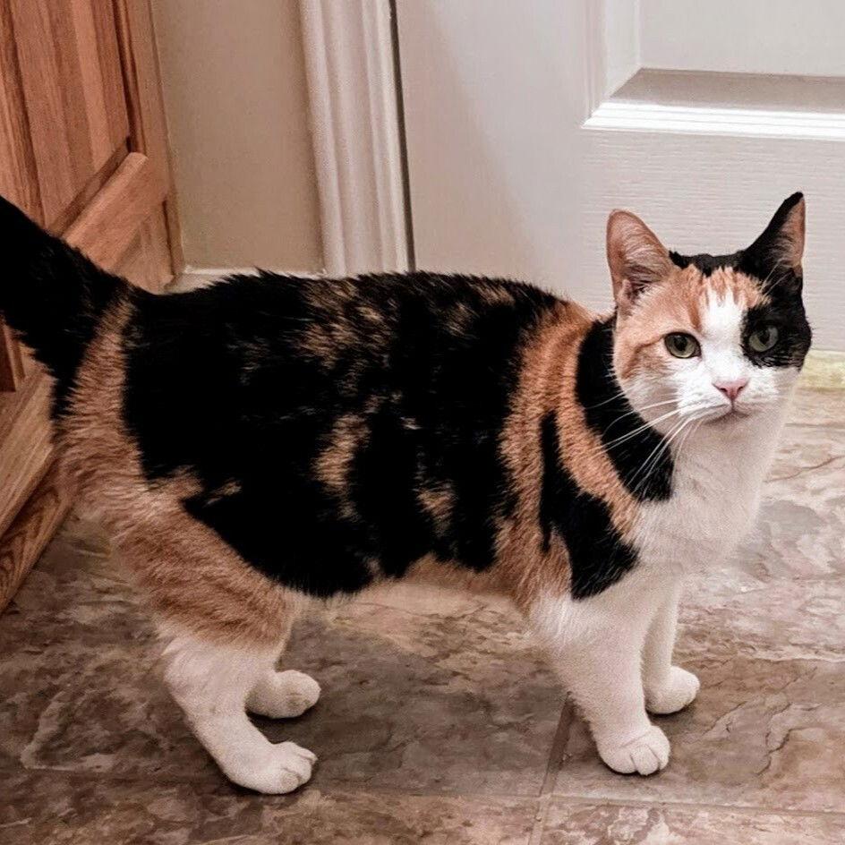 Enlarge Fancy, a Adoptable Domestic Short Hair in Candler, NC image 2/3