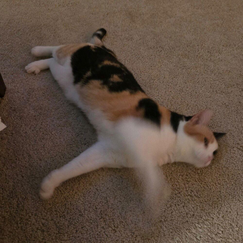 Enlarge Fancy, a Adoptable Domestic Short Hair in Candler, NC image 3/3