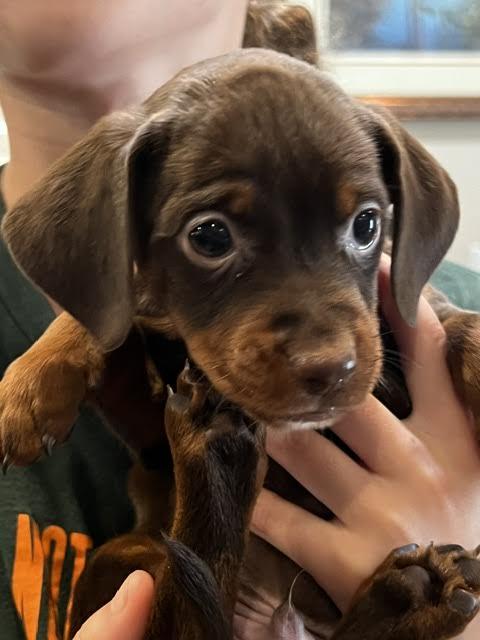 Enlarge Lasson, a Adoptable mixed breed in Cumming, GA image 4/4