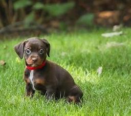 Enlarge Lasson, a Adoptable mixed breed in Cumming, GA image 3/4