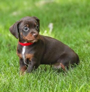 Enlarge Lasson, a Adoptable mixed breed in Cumming, GA image 2/4
