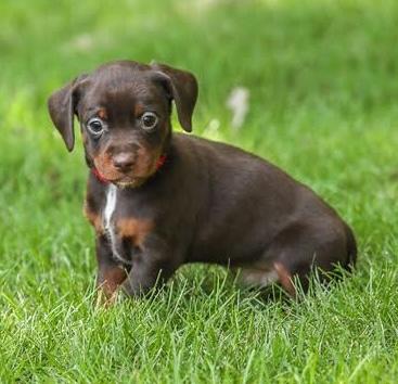Enlarge Lasson, a Adoptable mixed breed in Cumming, GA image 1/4