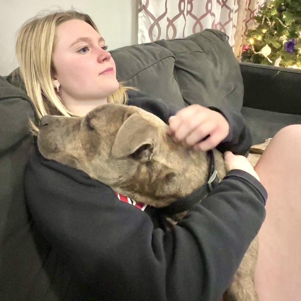 Frankie, Adoptable, Adult Male Pit Bull Terrier.