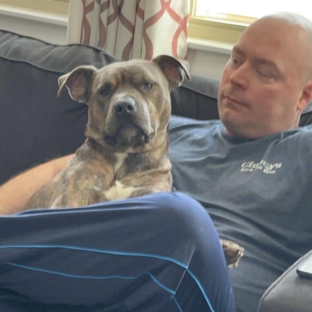 Enlarge Frankie, a Adoptable Pit Bull Terrier in Chicago, IL image 2/6