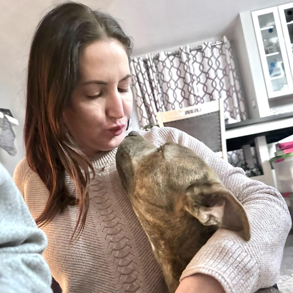 Enlarge Frankie, a Adoptable Pit Bull Terrier in Chicago, IL image 3/6