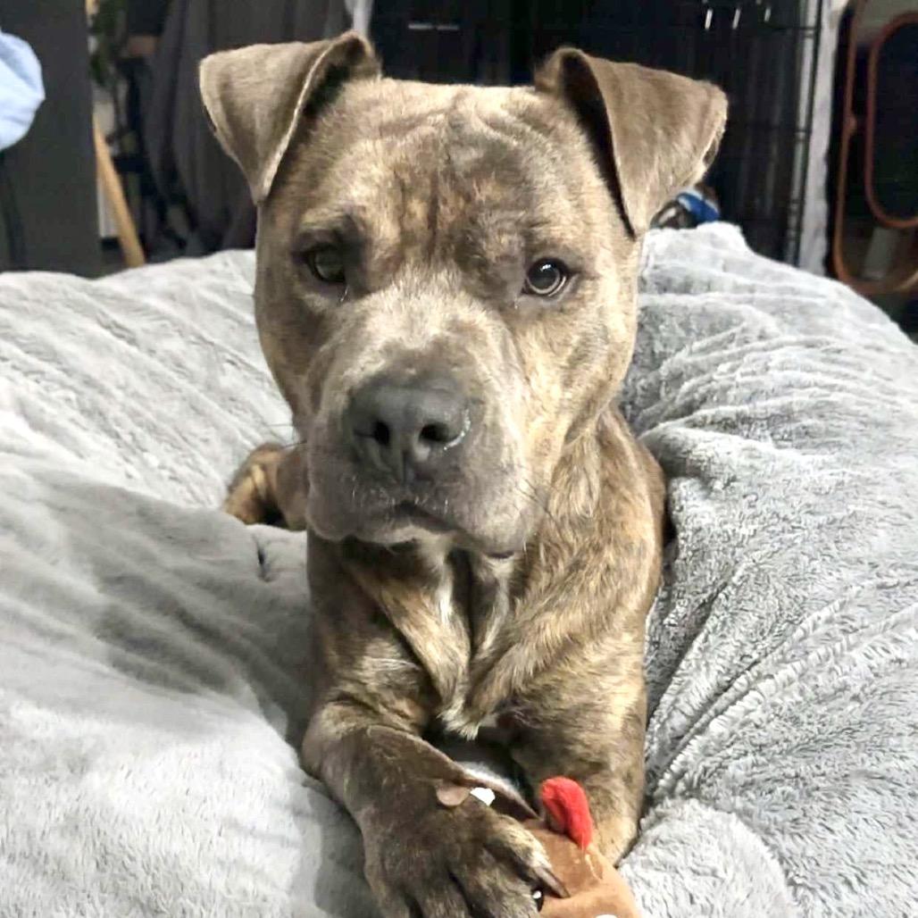 Enlarge Frankie, a Adoptable Pit Bull Terrier in Chicago, IL image 5/6