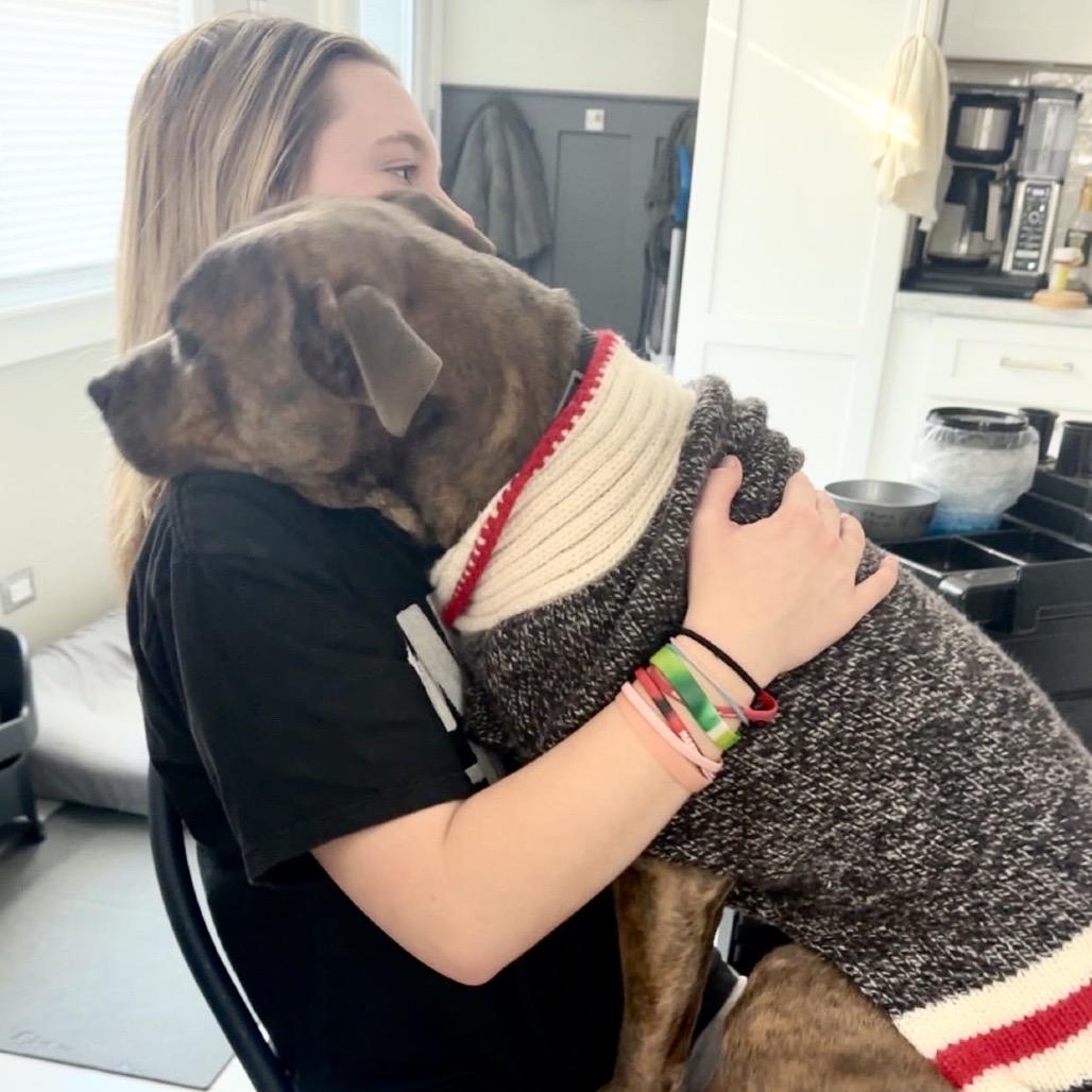 Enlarge Frankie, a Adoptable Pit Bull Terrier in Chicago, IL image 6/6