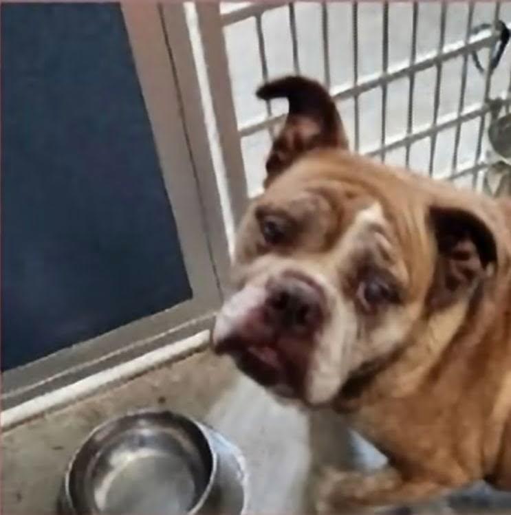 Frisky, Adoptable, Adult Female English Bulldog.
