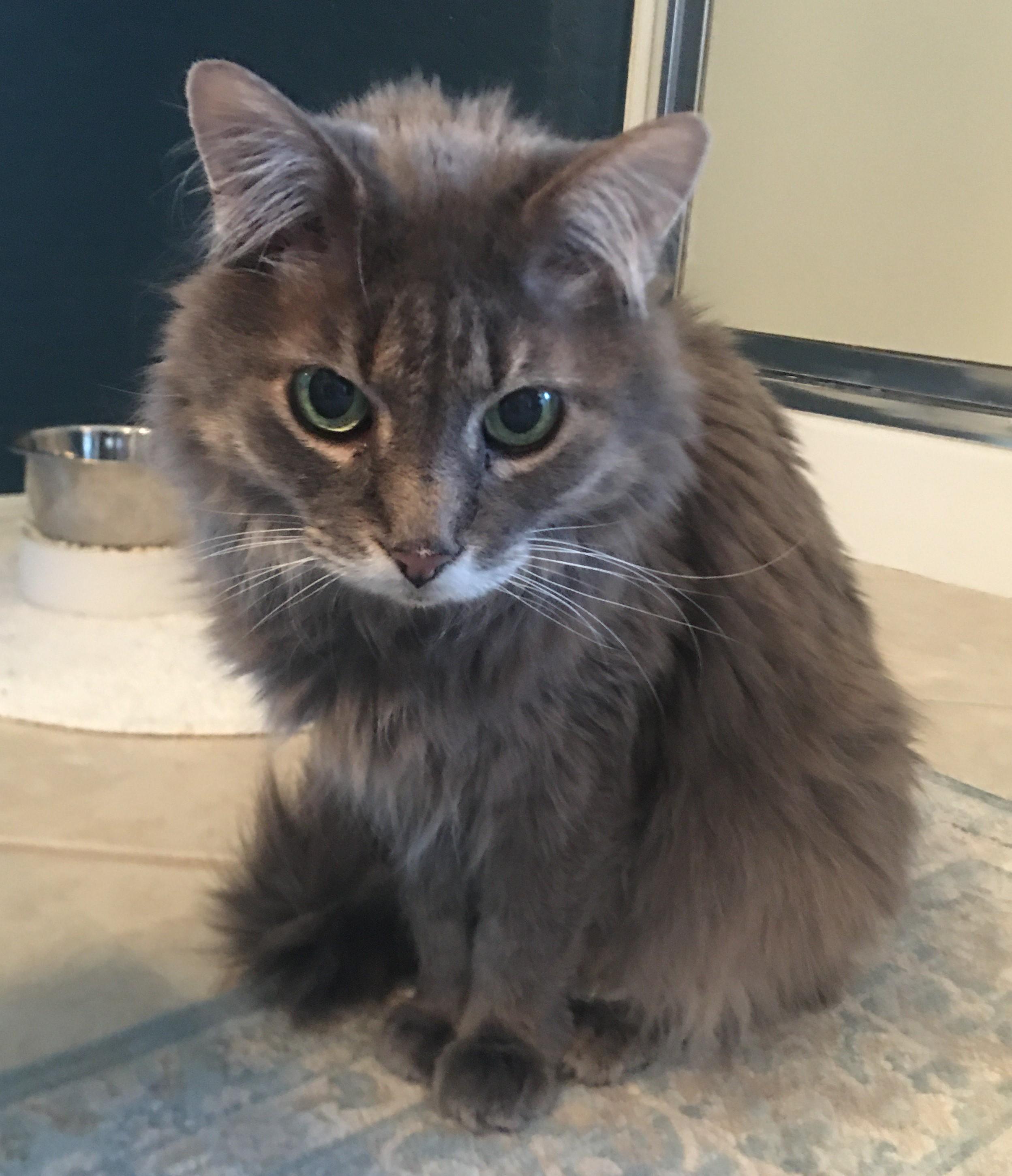 OLIVIA (COURTESY LISTING), adopted, Senior Female Domestic Long Hair.