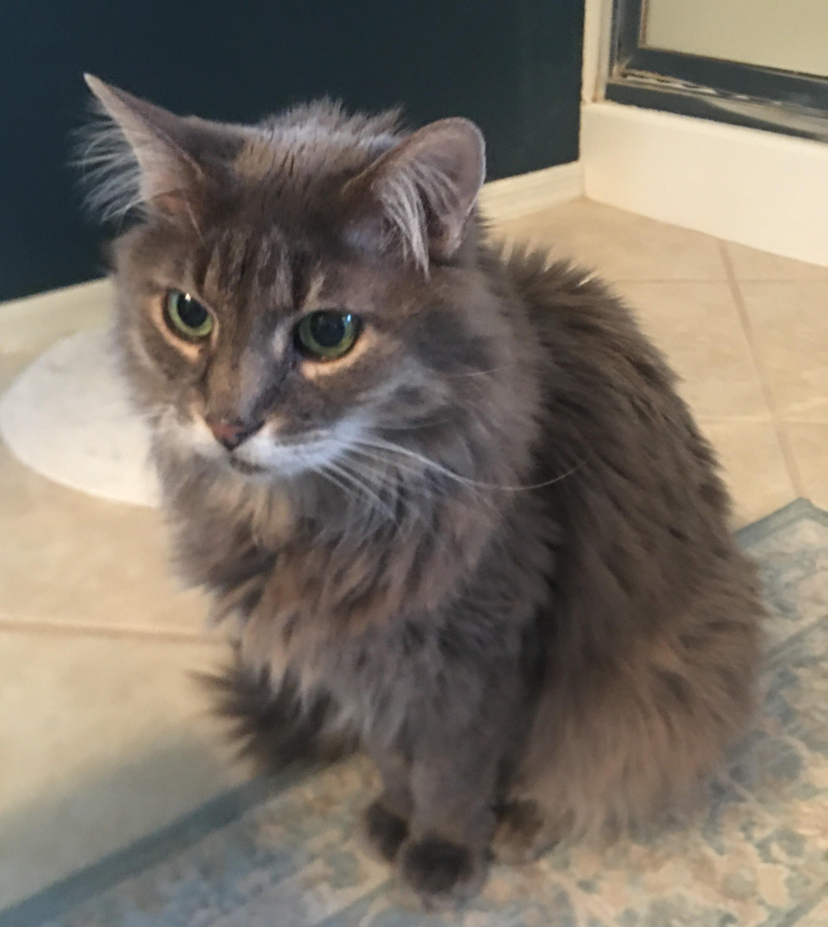 Enlarge OLIVIA (COURTESY LISTING), an adopted mixed breed in Prescott, AZ image 2/3