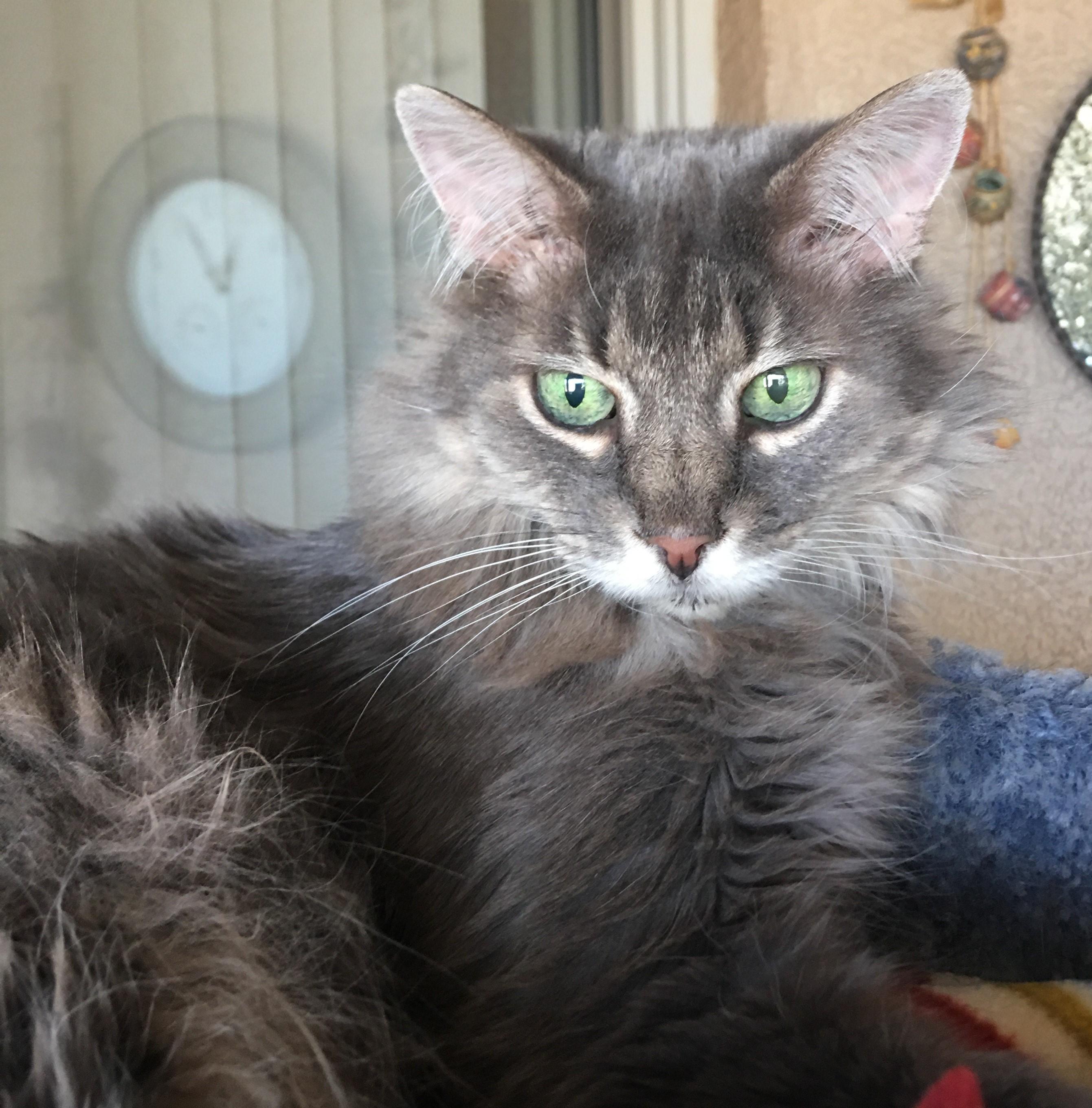 Enlarge OLIVIA (COURTESY LISTING), an adopted mixed breed in Prescott, AZ image 3/3